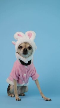 dog wearing bunny costume, easter celebration background, festive springtime greeting
