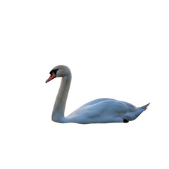 Obraz premium Mute swan bird isolated on white background