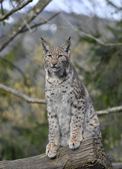 Luchs