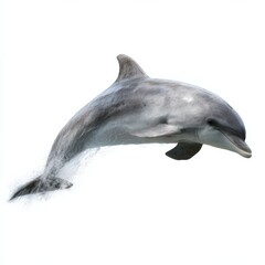 Fototapeta premium Graceful bottlenose dolphin jumping against a white background