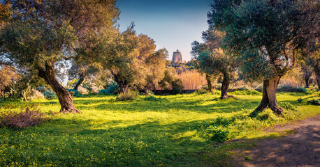 Fototapeta premium Captivating morning view of olive garden with old lighthouse on background. Fresh green scene of Milazzo cape, Sicily, Italy, Europe. Beauty of nature concept background.