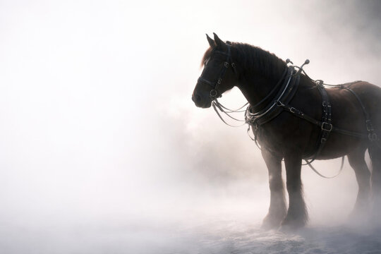 A horse in harness stands in a thick fog. Space for text.