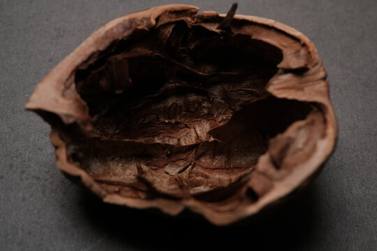 Empty walnut shell half