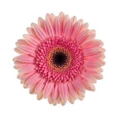 Pink gerbera daisy flower isolated On Transparent Background