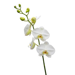 A close-up view of a delicate white orchid flower with a long stem and small buds isolated on transparent background