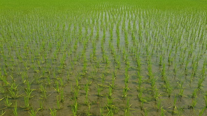 Young rice plants growing in a flooded paddy field