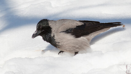 crow on the snow