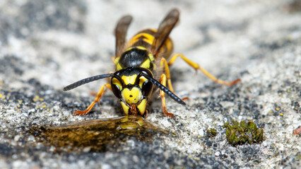 wasp on the ground