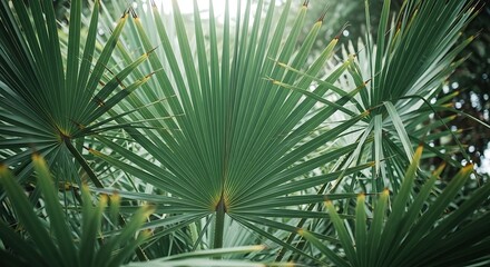 Obraz premium Large green palm leaves spread out in a tropical garden with sunlight