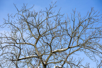 Obraz premium Bare tree branches with snow against blue sky in winter close up