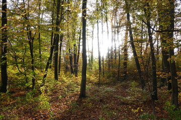 Obraz premium Herbstwald im Gegenlicht