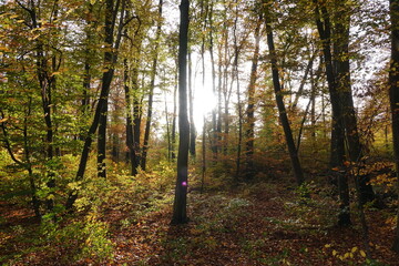 Obraz premium Herbstwald im Gegenlicht