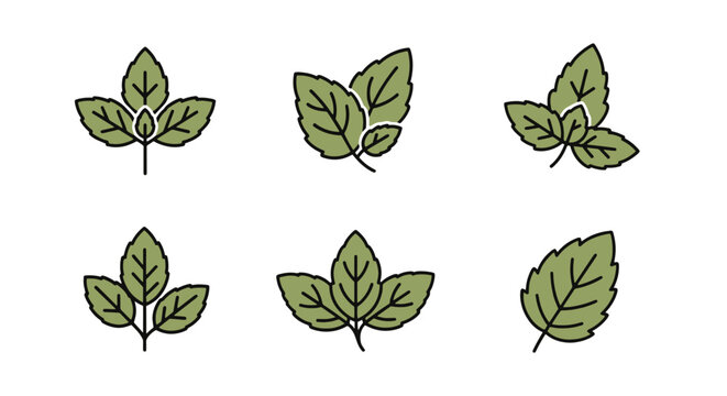 Tulsi leaf Line art minimal bold color illustration
