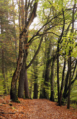 Fototapeta premium Waldweg im Herbst