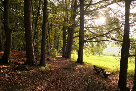 Waldweg im Herbst