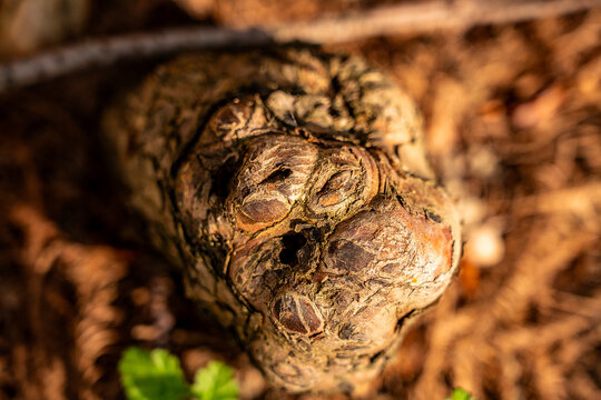 macro photograph of the extremity of an aerial root sprouting from the ground