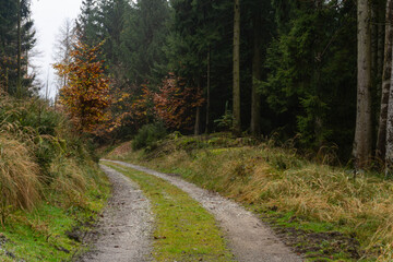 Fototapeta premium Forest Path Through Autumn Woodland