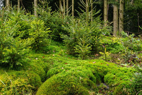 Young Pine Trees Growing in Mossy Forest