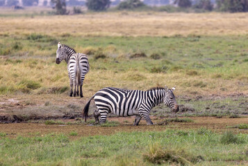 Obraz premium Zebras in the marshes of Amboseli National Park in Kenya Africa KEN