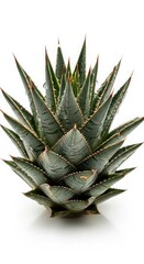 Fototapeta premium Close-up of a symmetrical agave plant with spiky green leaves isolated on white background, illustration