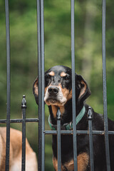 Black and tan hound dog looking through black metal bars of a fence