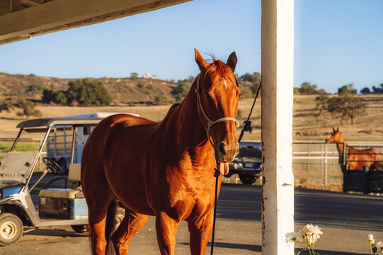 Chestnut horse with tongue out standing by stable post at sunset