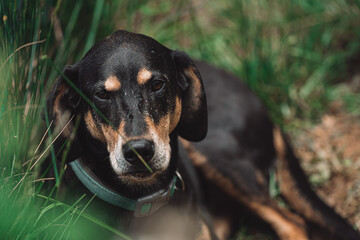 Portrait of a black and tan hound dog lying in green grass
