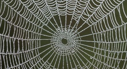 Obraz premium Dewy Spider Web Close-up with Intricate Details and Radial Patterns