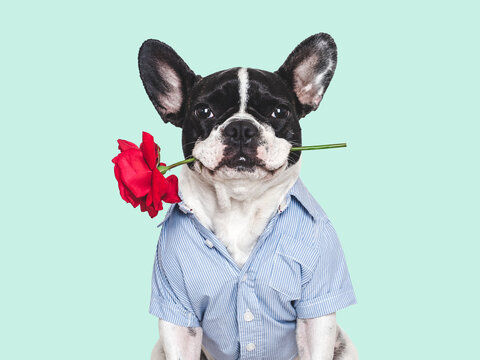 Cute French Bulldog wearing a blue shirt and holding a rose on an isolated background. Symbolizes romance, love, and Valentine's Day. Ideal for lifestyle, trendy content, marketing and social media