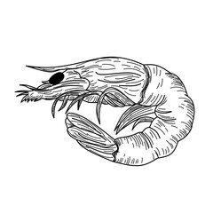 vector illustration of a shrimp
