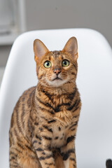 Obraz premium Bengal cat with distinctive spotted coat sitting upright on a white chair, showcasing vibrant green eyes and alert expression in a modern indoor setting