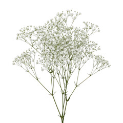 A delicate and intricate dried plant with small white flowers and thin branches. isolated on transparent background