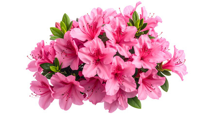 Obraz premium A vibrant cluster of pink blooms with green leaves, against a black background