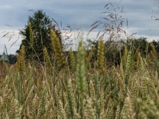 Obraz premium Wide View Of Rural Wheat And Grasslands. Scenic Farmland With Waving Grasses Beneath Tranquil Clouds
