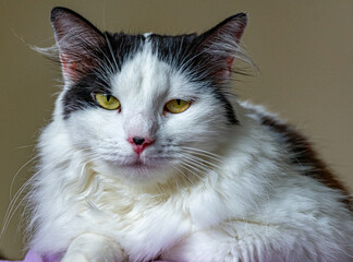 gato branco e preto olhando para frante