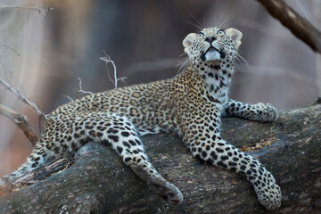Fototapeta premium Leopard cub (Panthera pardus) in a tree in South Luangwa National Park, Zambia