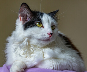 gato branco e preto olhando para o lado