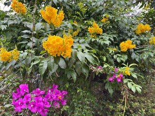 Colorful Pollinator Landscape : Vibrant yellow trumpet bush and red bougainvillea with white...