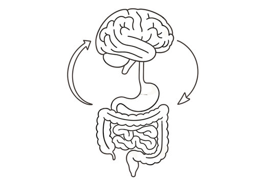 This minimalist line art illustration depicts the gut-brain axis, showing a human brain and digestive organs connected by circular arrows representing a feedback loop.