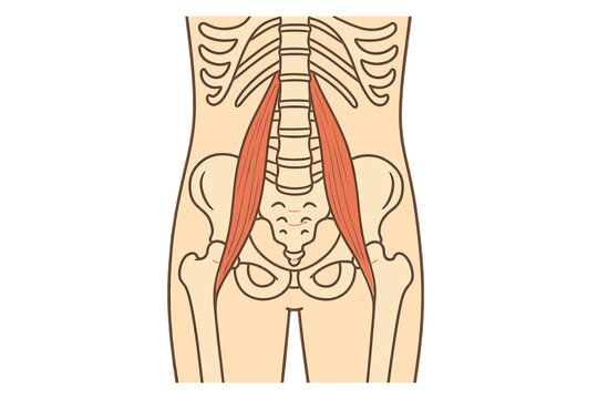 An anatomical diagram of the human torso featuring the psoas major muscles highlighted in red against a skeletal background including the spine, ribs, and pelvis.