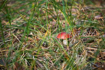 Red-capped Mushroom on Forest Floor