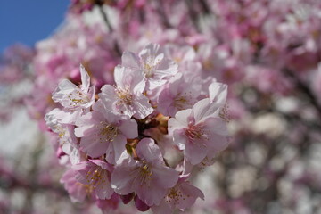 Obraz premium pink cherry blossom in spring