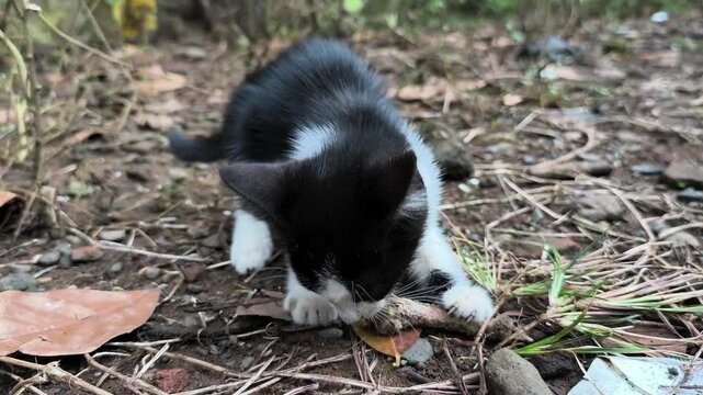 ​A documentary-style close-up of a small stray tuxedo kitten scavenging and chewing on a bone in a natural outdoor environment. Capturing the raw survival and hunting instincts of a feral young cat.