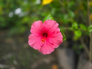 Close-up view of a vibrant pink Hibiscus &times; rosa-sinensis flower, commonly known as Chinese hibiscus, China rose, Hawaiian hibiscus, rose mallow, or shoeblack plant. This tropical ornamental plant 