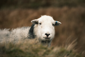 Close-up Portrait of a White-Faced Sheep Standing in a Rugged Hillside Field © Lukasz
