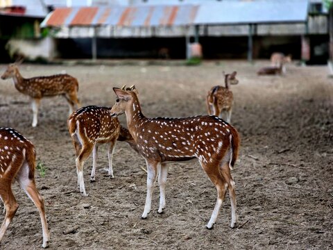 Chital deer, also known as spotted deer or axis deer (Axis axis), inside a zoo enclosure. The image shows this graceful Asian deer species in captivity, highlighting its distinct white spots, antlers,