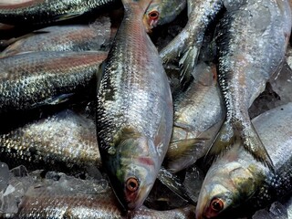 Obraz premium Hilsa fish looks yummy and attractive, The ilish (Tenualosa ilisha) ( romanized: iliś), also known as the ilishi, hilsa, hilsa herring or hilsa shad