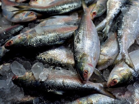Hilsa fish looks yummy and attractive, The ilish (Tenualosa ilisha) ( romanized: iliś), also known as the ilishi, hilsa, hilsa herring or hilsa shad