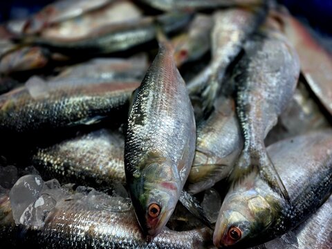 Hilsa fish looks yummy and attractive, The ilish (Tenualosa ilisha) ( romanized: iliś), also known as the ilishi, hilsa, hilsa herring or hilsa shad