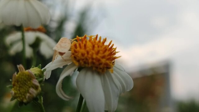White moth resting on daisy flower, showing delicate wings and natural insect behavior in garden environment with macro detail.